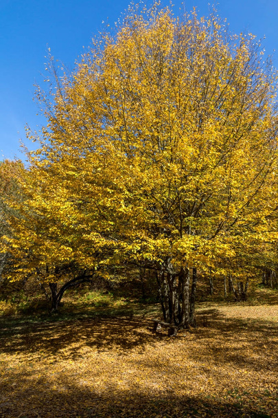 Autumn Landscape with yellow near Devil town in Radan Mountain - Valokuva, kuva