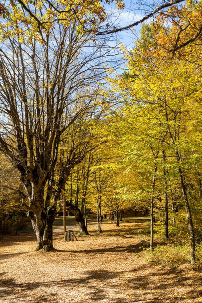 Autumn Landscape with yellow near Devil town in Radan Mountain - Foto, immagini