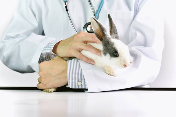 Concept animal et santé, vétérinaire examine un lapin mignon à l'hôpital pour animaux de compagnie
. - Photo, image