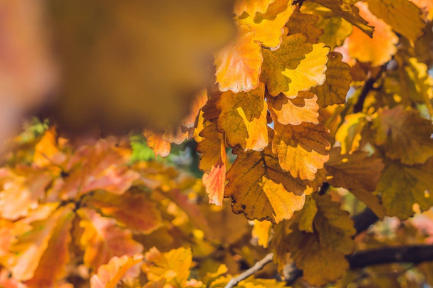 Podzimní listí oranžové pozadí  - Fotografie, Obrázek