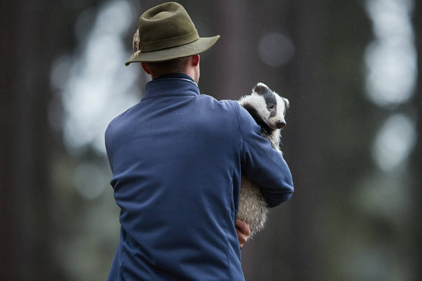 Animal care specialist carrying orphaned european badger,  Meles - Photo, Image