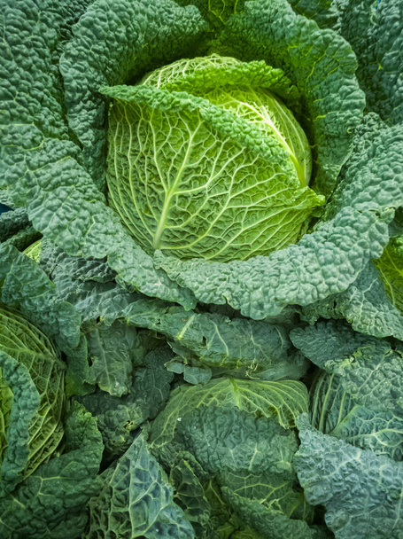 Зимой зеленый здоровый овощ, свежая савойская капуста, новый урожай
 - Фото, изображение