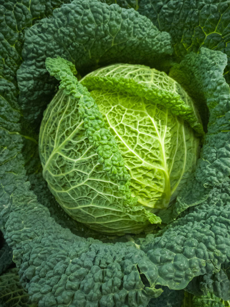 Zimní zelená zdravá zelenina, čerstvá kapusta Hlávková, nové sklizně - Fotografie, Obrázek