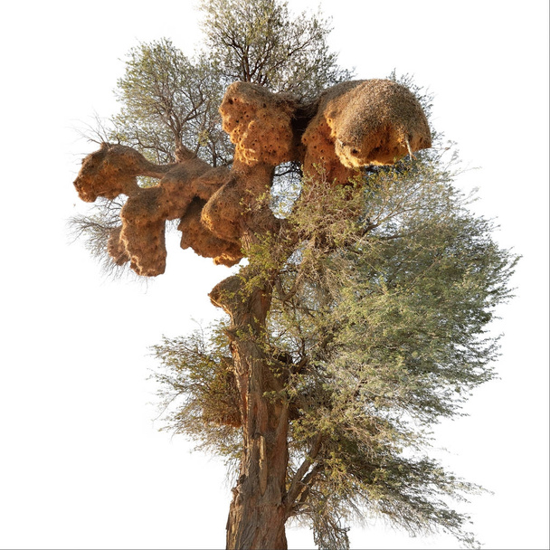 Isolado em fundo branco, grandes ninhos de tecelão sociável africano, Philetairus socius, em grande árvore contra o céu azul. Vista sobre as maiores estruturas criadas por pássaros em Kgalagadi, África do Sul
.  - Foto, Imagem