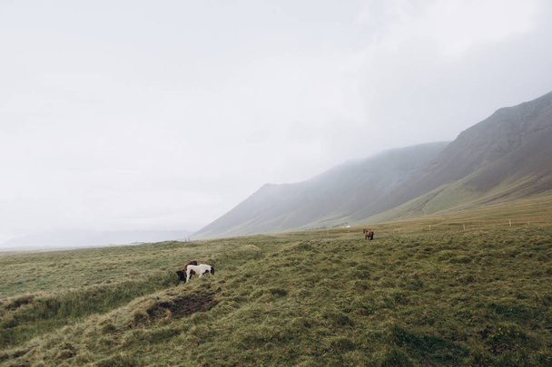 Paarden grazen op weide - Foto, afbeelding