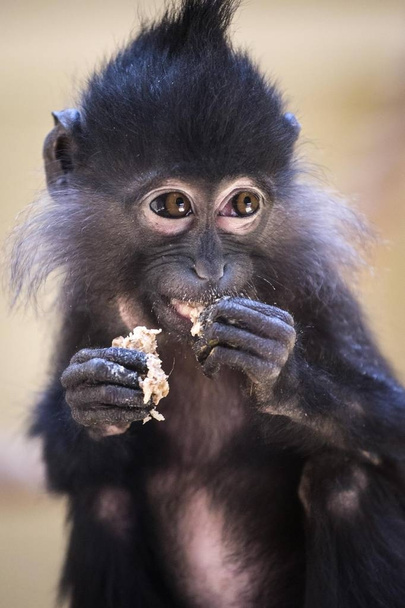 Una scimmia nello zoo "12 mesi" nella regione di Kiev, Ucraina. Maggio
 - Foto, immagini
