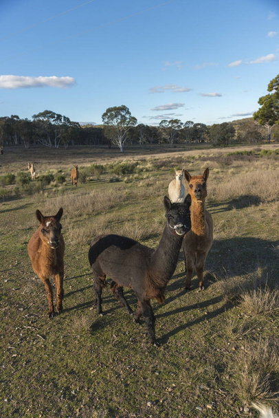 Альпаки ферми в Австралії - Фото, зображення