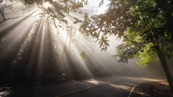 Landscape of rays through road and forest - Fotó, kép