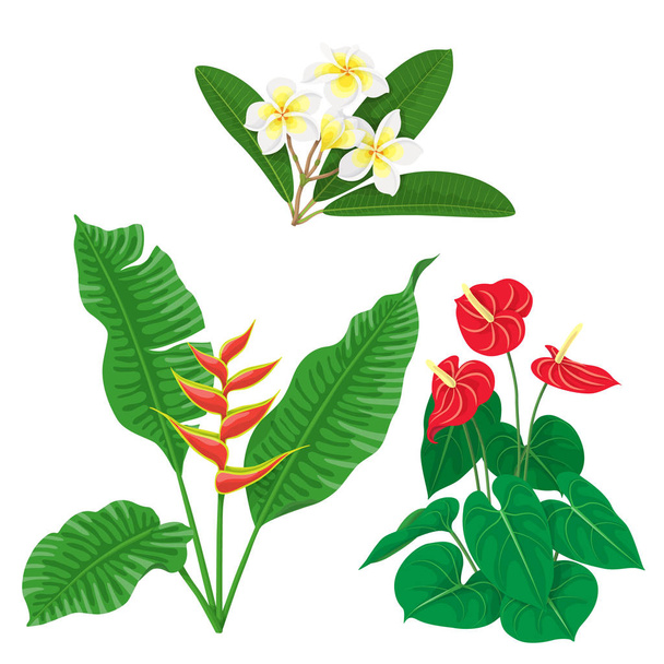 Tropic Flowers Set - Вектор,изображение