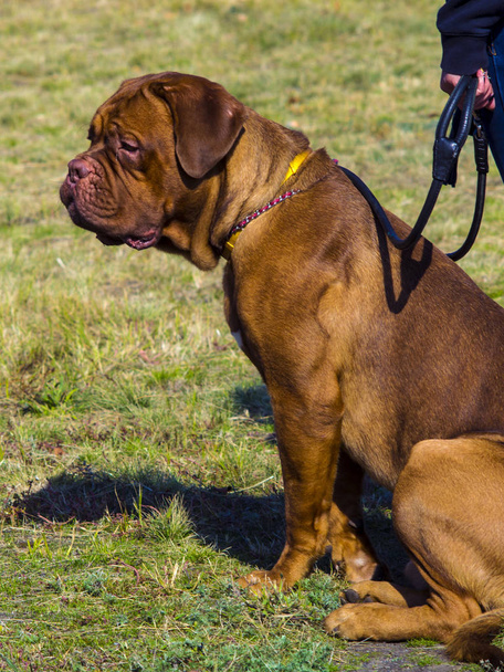 Dogue de Bordeaux. French Mastiff - Photo, Image
