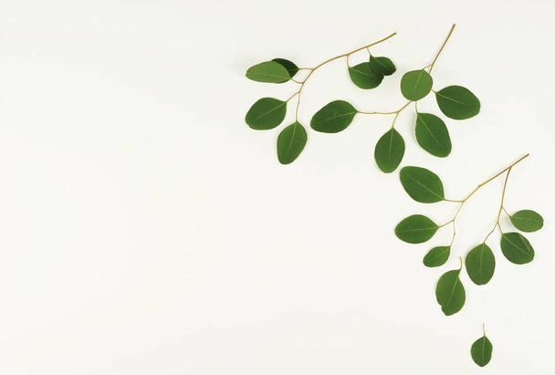 green eucalyptus branches  - Φωτογραφία, εικόνα