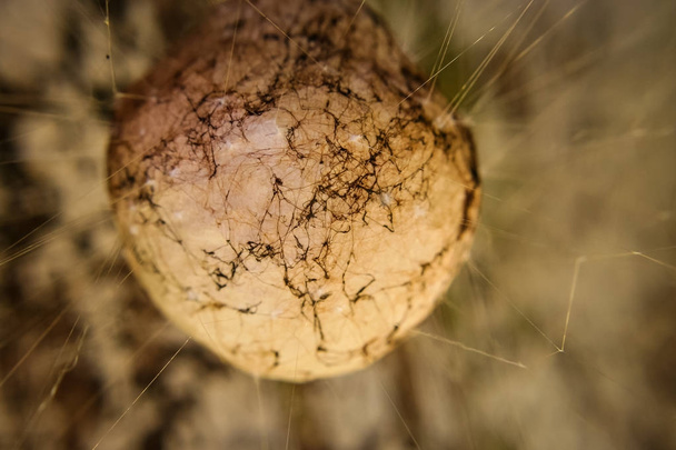 Садові павук яйце Sac - Фото, зображення