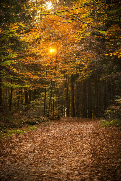 Podzimní scéna v údolí Tuhinj ve střední části Slovinska - Fotografie, Obrázek