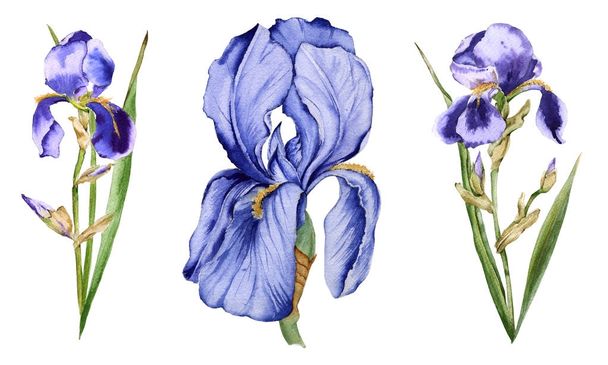 Iris-kukka. Eristetty valkoisella pohjalla
.  - Valokuva, kuva