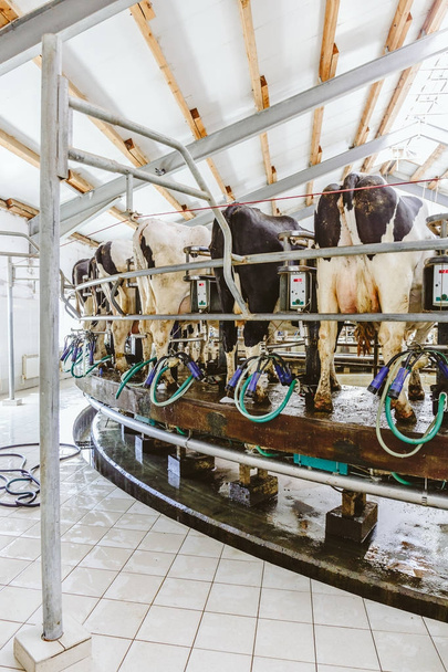 Vacas en granja lechera, instalación de ordeño de vacas
 - Foto, Imagen