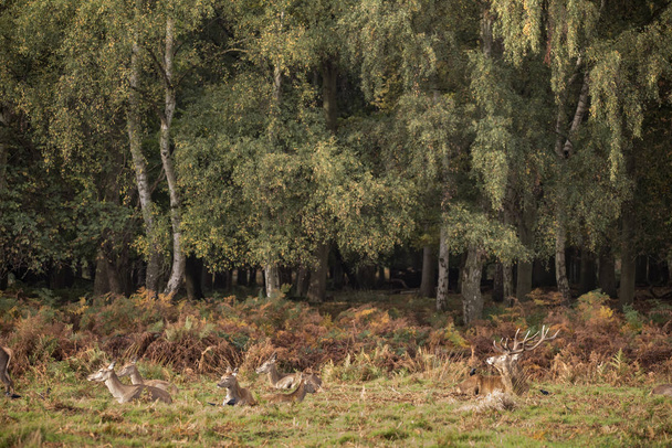 Image de paysage d'automne du cerf cervus elaphus dans le bois forestier
 - Photo, image