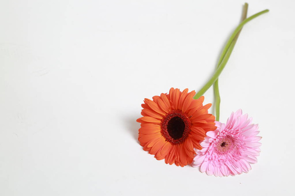 Beautiful and tender blossom gerbera flower - Фото, изображение