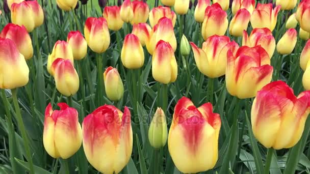Bright tulips flowerbed in Keukenhof - Footage, Video