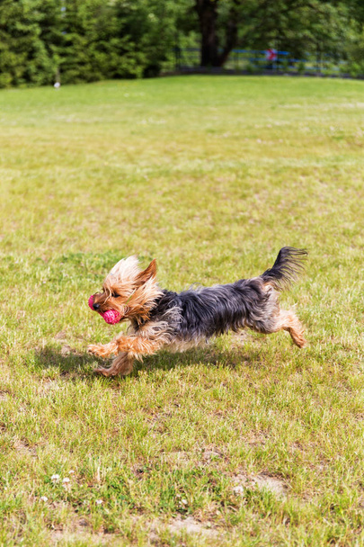 yorkshire terrier läuft mit seinem rosa spielzeug herum - Foto, Bild