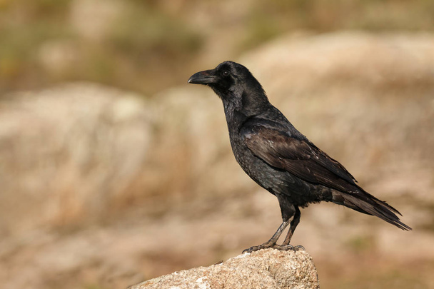 czarne upierzenie crow w naturalnym środowisku - Zdjęcie, obraz