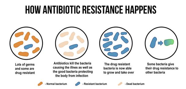 Πώς συμβαίνει ανθεκτικότητας στα αντιβιοτικά διάγραμμα - Διάνυσμα, εικόνα
