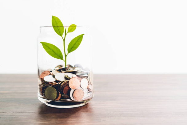 Munten in een fles en de groene boom, vertegenwoordigt de financiële groei. Hoe meer geld u opslaat, hoe meer je krijgt. - Foto, afbeelding