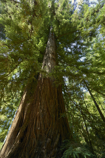 majestatyczne drzewa lasu sekwoi w pobliżu Santa Cruz, Cailfornia - Zdjęcie, obraz