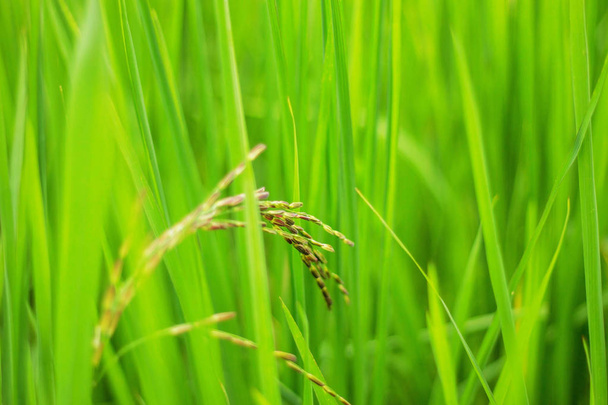Growing of rice at nature. - Photo, Image