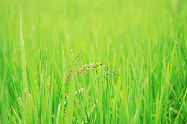 Rýžové pole. - Fotografie, Obrázek