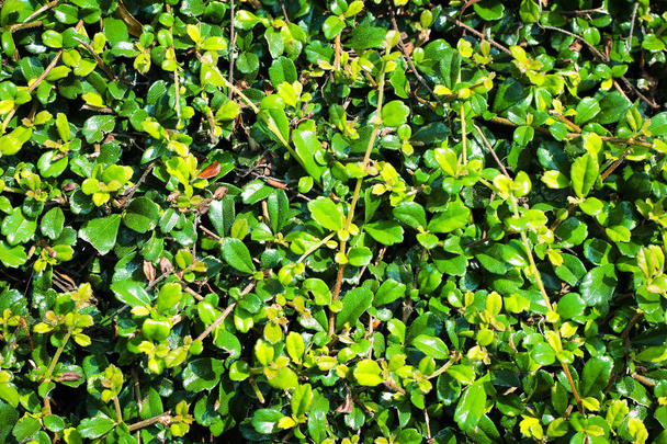 hoja tropical verde textura y fondo, hojas verdes
 - Foto, Imagen