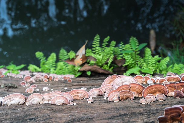 Close up shot of mushroom on wood - Photo, Image