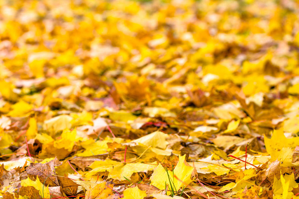 Yellow leaves in autumn, background of maple leaf with bokeh and blur - Foto, immagini