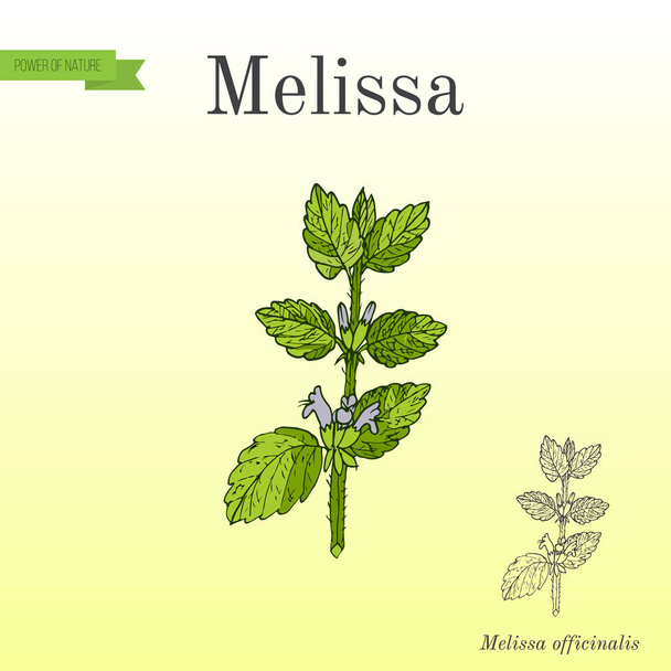 Melisse, bekannt als Melisse, aromatische Küche und Heilkraut - Vektor, Bild