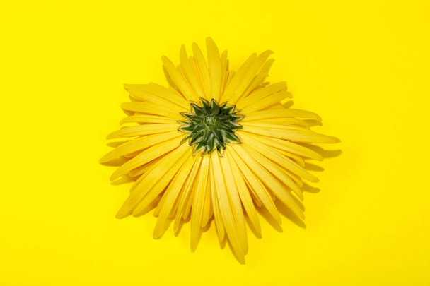 die Rückseite der gelben Chrysanthemenblüte auf gelbem Hintergrund - Foto, Bild