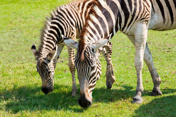 Zebra grazing in the zoo - Φωτογραφία, εικόνα