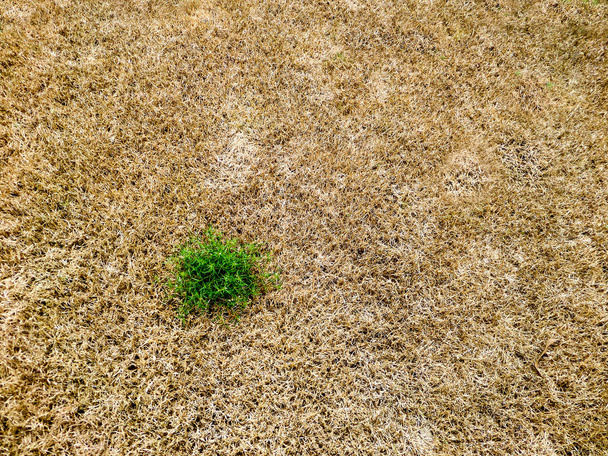 vihreä ruoho selviytymisen määrä ruskea kuiva ruoho
 - Valokuva, kuva