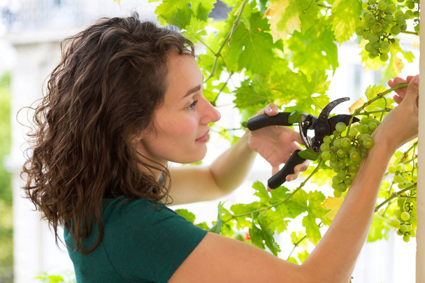 Young woman harvesting grapes - Foto, immagini