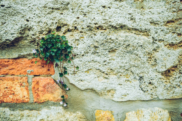 concepto de diseño arbusto de hiedra en la pared de birck
 - Foto, imagen