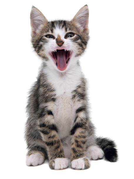 Gray striped kitten with shock grimace - Photo, image