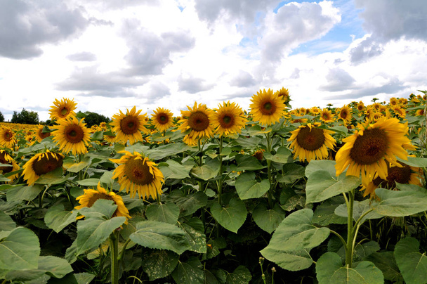Kvetoucí slunečnice na poli - Fotografie, Obrázek