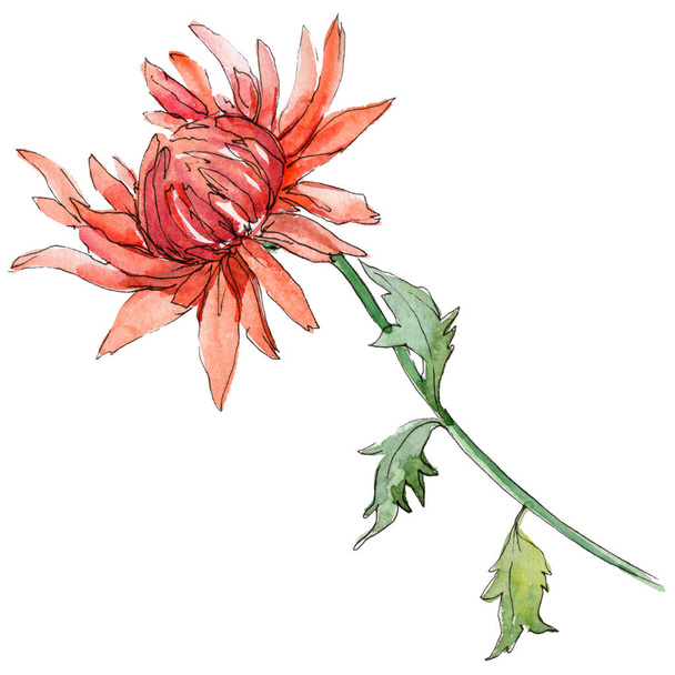Flor de crisantemo silvestre en un estilo de acuarela aislado
. - Foto, Imagen