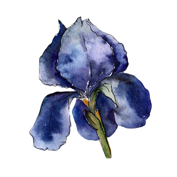 Wildflower colorful iris flower in a watercolor style isolated. - Photo, Image