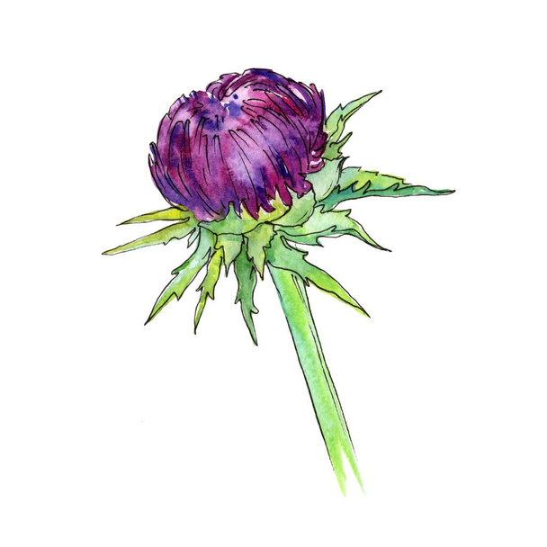 Wildflower thistle flower in a watercolor style isolated. - Valokuva, kuva