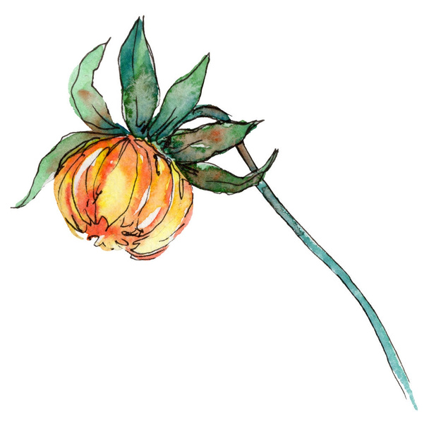 Wildflower chrysantemum květina ve stylu akvarelu, samostatný. - Fotografie, Obrázek