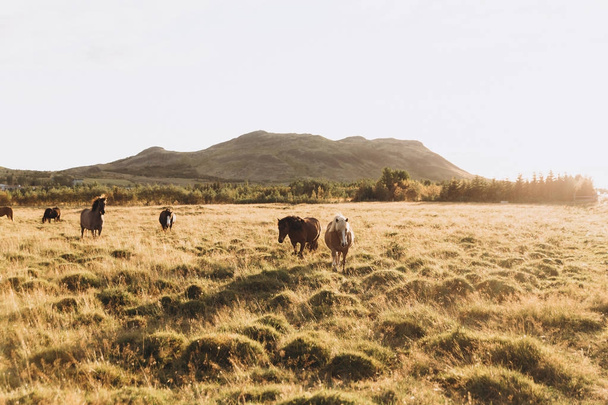 Cavalos pastando no prado
 - Foto, Imagem