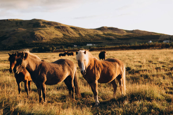 alanında otlatılması atlar - Fotoğraf, Görsel