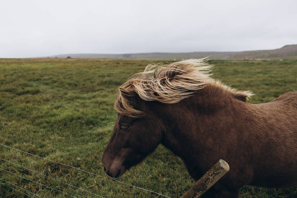 Belo cavalo castanho
  - Foto, Imagem