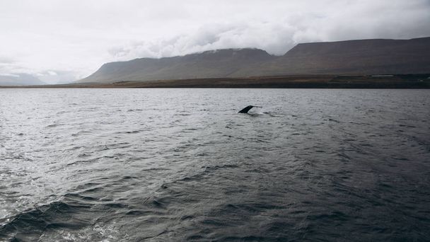 Tail fin of humpback whale  - Fotó, kép