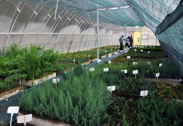 Θερμοκήπιο για την καλλιέργεια καλλωπιστικούς θάμνους σποροφύτων και μοσχεύματα - Φωτογραφία, εικόνα