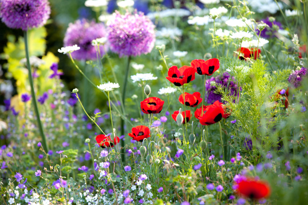 Jardín de flores silvestres con amapolas
 - Foto, Imagen